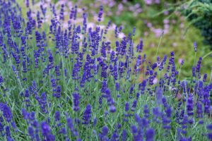 lavender, essential oil